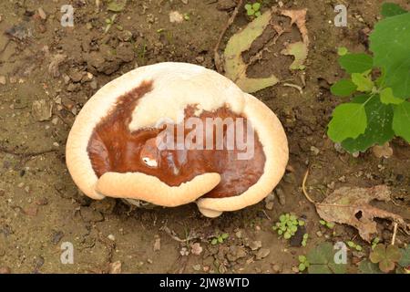 Ganoderma applanatum fungus known as the Artist`s bracket or Bear bread Stock Photo